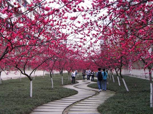 Кампус Чэнду